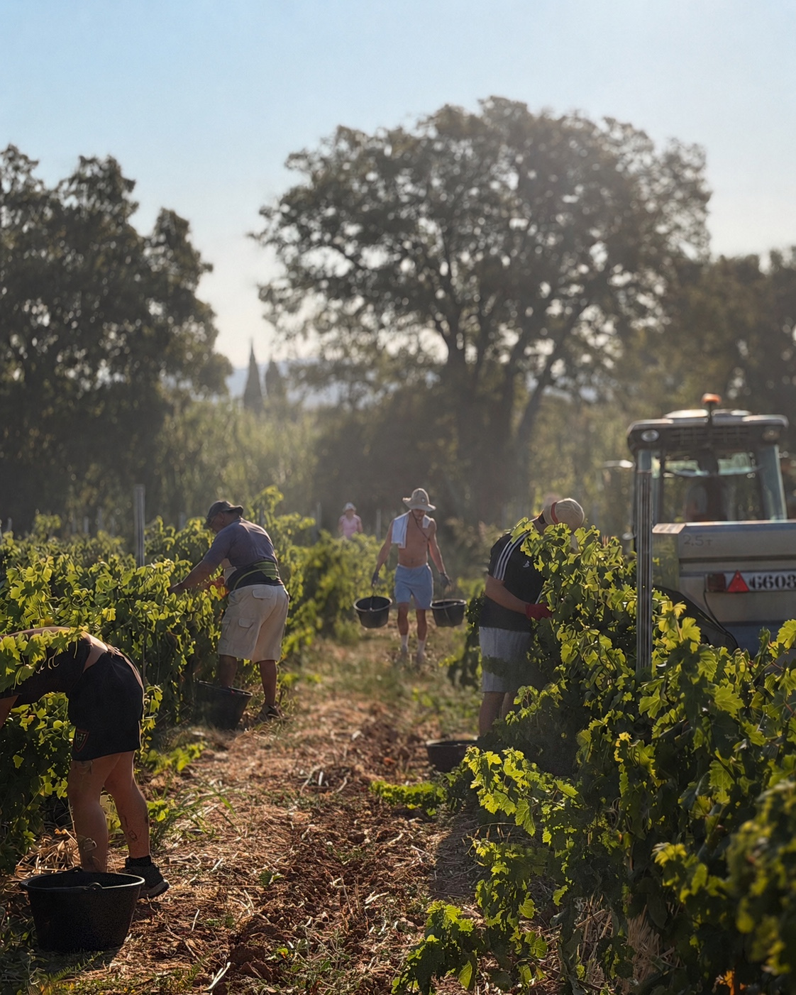 vendanges domaine matteri