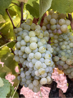 Rolle (Vermentino) - Costebelle