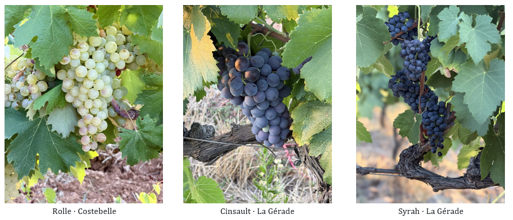 rolle - cinsault - syrah