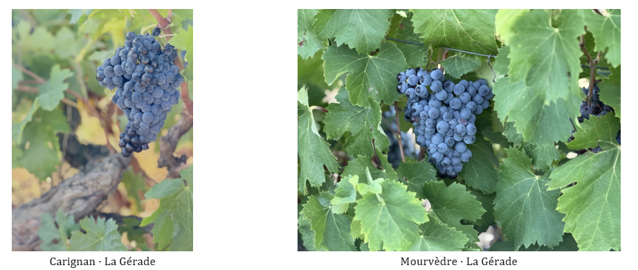 Carignan - mourvèdre