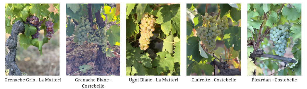 grenache gris - grenache blanc - ugni blanc - clairette - picardan