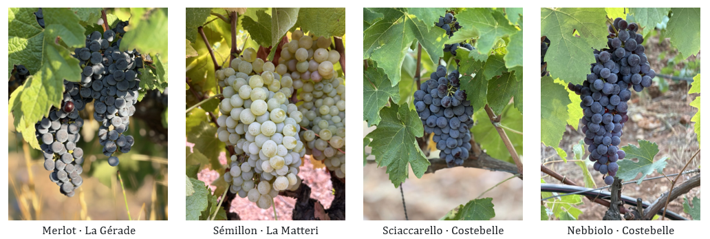 merlot - sémillon - sciaccarello - nebbiolo
