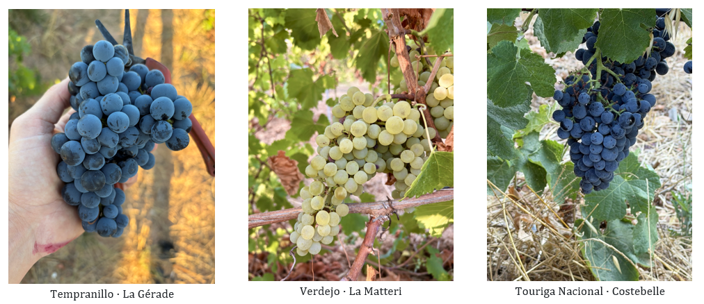 tempranillo - verdejo - touriga nacional