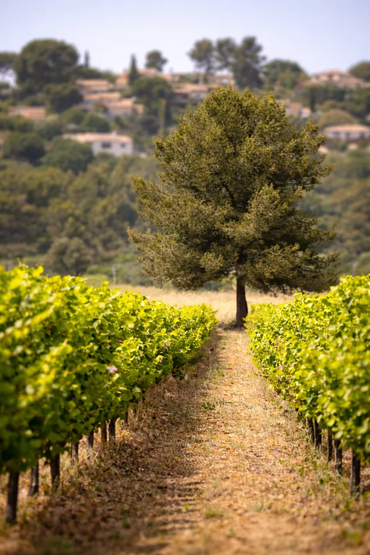 Arbre