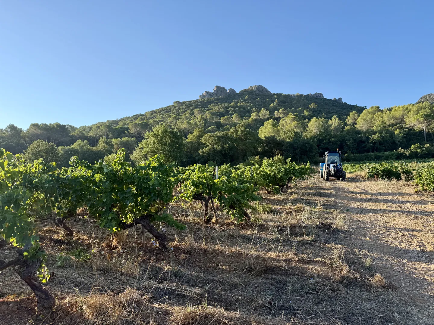 CP vendanges