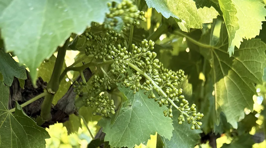 Domaine Matteri - Le vivant