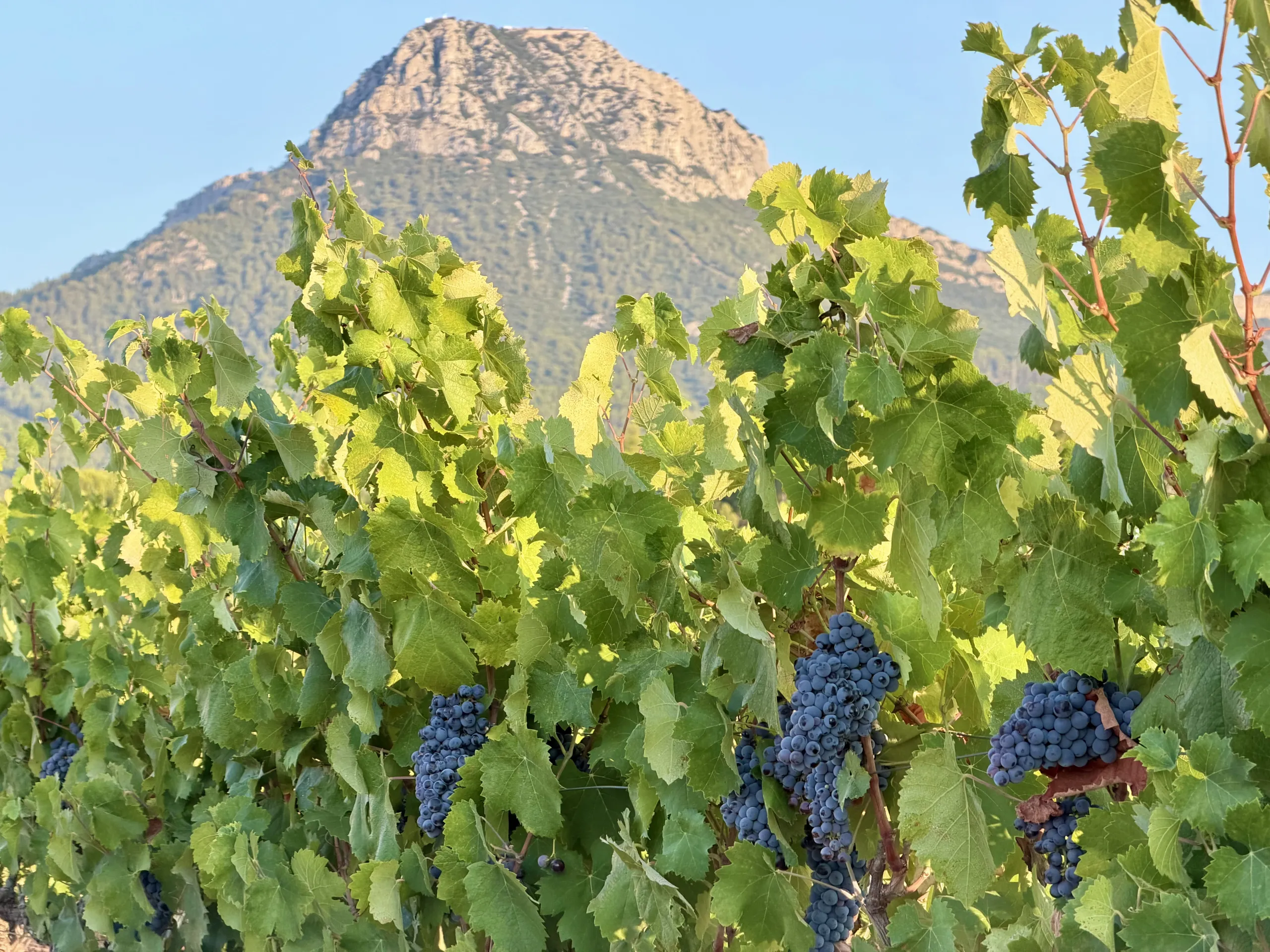 vignette article la provence