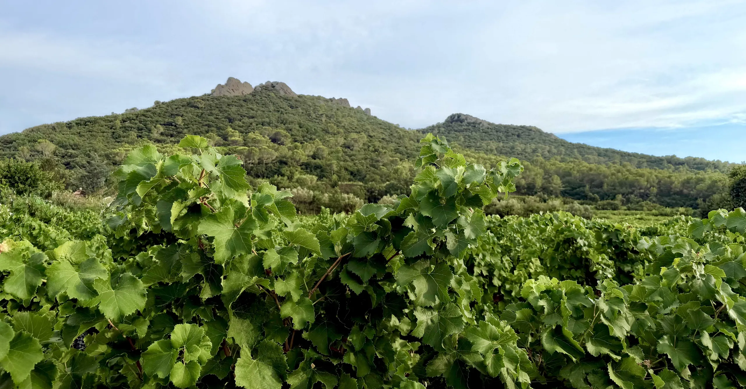 fenouillet