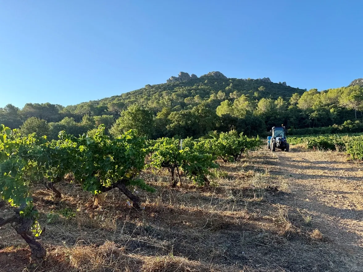 CP vendanges