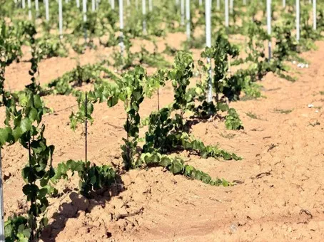 Floréal · La Gérade — plantation 2026