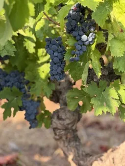 Grenache - la Gérade